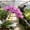 C, variant on Variegated Cymbidium, Hardy Perennial Fragrant Garden Decor for Plant Hangers & Indoor Low Maintenance