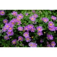 thumbnail image 5 of Seedville 200 Swan River Daisy Flower Seeds, Attracts Bees Birds Butterflies, 5 of 11