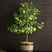 Meyer Lemon Tree - Cannot Ship to AZ, CA, TX, FL or LA