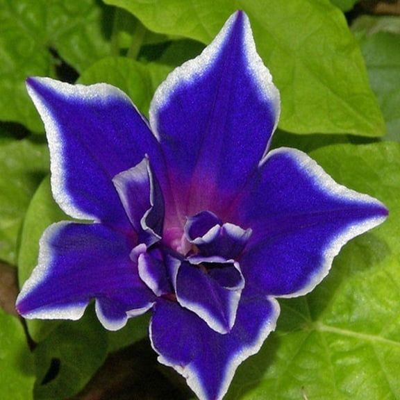 20  Morning Glory Seeds Blue Picotee 20 Seeds