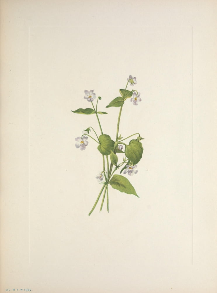 N American Wild Flo