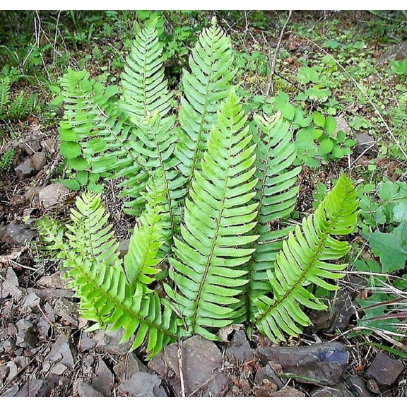 1500 Western SWORD FERN Giant Holly Swordfern Polystichum Munitum Aspidium Solitarium Spores Seeds