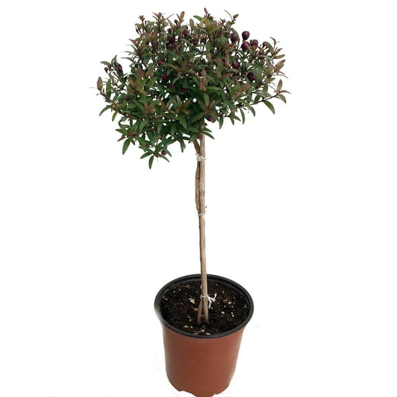 Biblical Myrtle Herb Plant - Myrtus - Ancient Herb - 4.5" Pot - Topiary