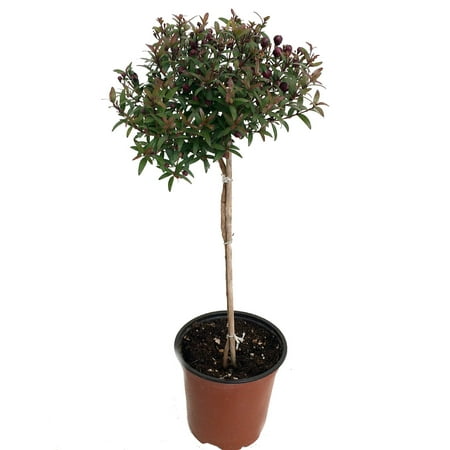 Biblical Myrtle Herb Plant - Myrtus - Ancient Herb - 4.5