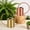 Copper, variant on Plant Watering Can, Stainless Steel Metal - Modern Decorative with Long Spout for Indoor Potted Plants, Bonsai, Garden Flowers
