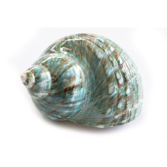 XX-Large Polished Jade Turbo (4 - 4 1/2") 2" Opening Beach Crafts Nautical Decor Large Hermit Crabs