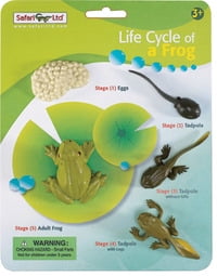 Safari 269129 Life Cycle OF A Frog 