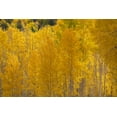 thumbnail image 2 of Jaynes Gallery 24x17 White Modern Wood Framed Museum Art Print Titled - USA-Colorado-Uncompahgre National Forest Autumn-colored forest, 2 of 4