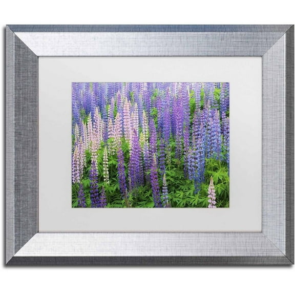 Trademark Fine Art 'Blue Pink Lupine Flower Field' Canvas Art by Cora Niele, White Matte, Silver Frame