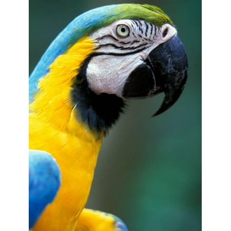 - Blue and Yellow Macaw, Iguacu National Park, Brazil Print Wall Art By Art Wolfe