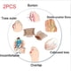 thumbnail image 5 of 2 Unidades Separador de Punta Espaciador Correctores de para Mujeres Hombres, 5 of 9