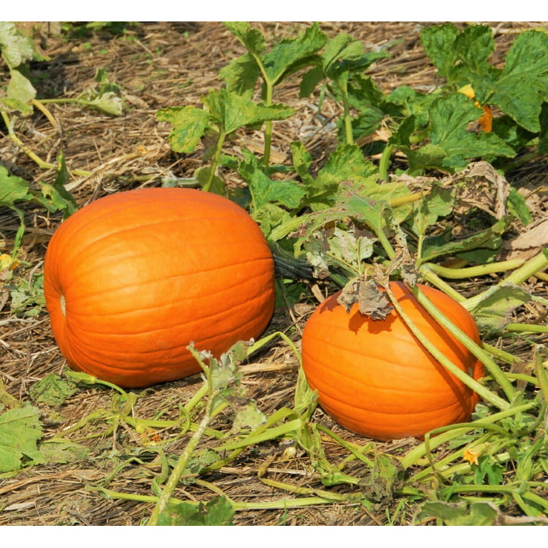 Survival Garden Seeds - 2 Packets Jack-O-Lantern Pumpkin Seed - Non-GMO Heirloom Full Sun Annual Vegetable