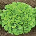 thumbnail image 5 of GSDWIUEW Green Oakleaf and Red Oakleaf Combo Lettuce Seeds-2000+ All Heirloom Seeds, 5 of 5