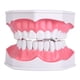 thumbnail image 5 of Estudio De Enseñanza Dental, Modelo De Dientes Con Cepillo De Dientes, Educación Para Niños, Modelo De Cepillado De Dientes, Enseñanza De Cuidado Bucal, 5 of 7
