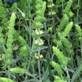 thumbnail image 4 of Organic Mountain Tea (whole) from Greece, 60g - by Geusi Vounou, 4 of 8