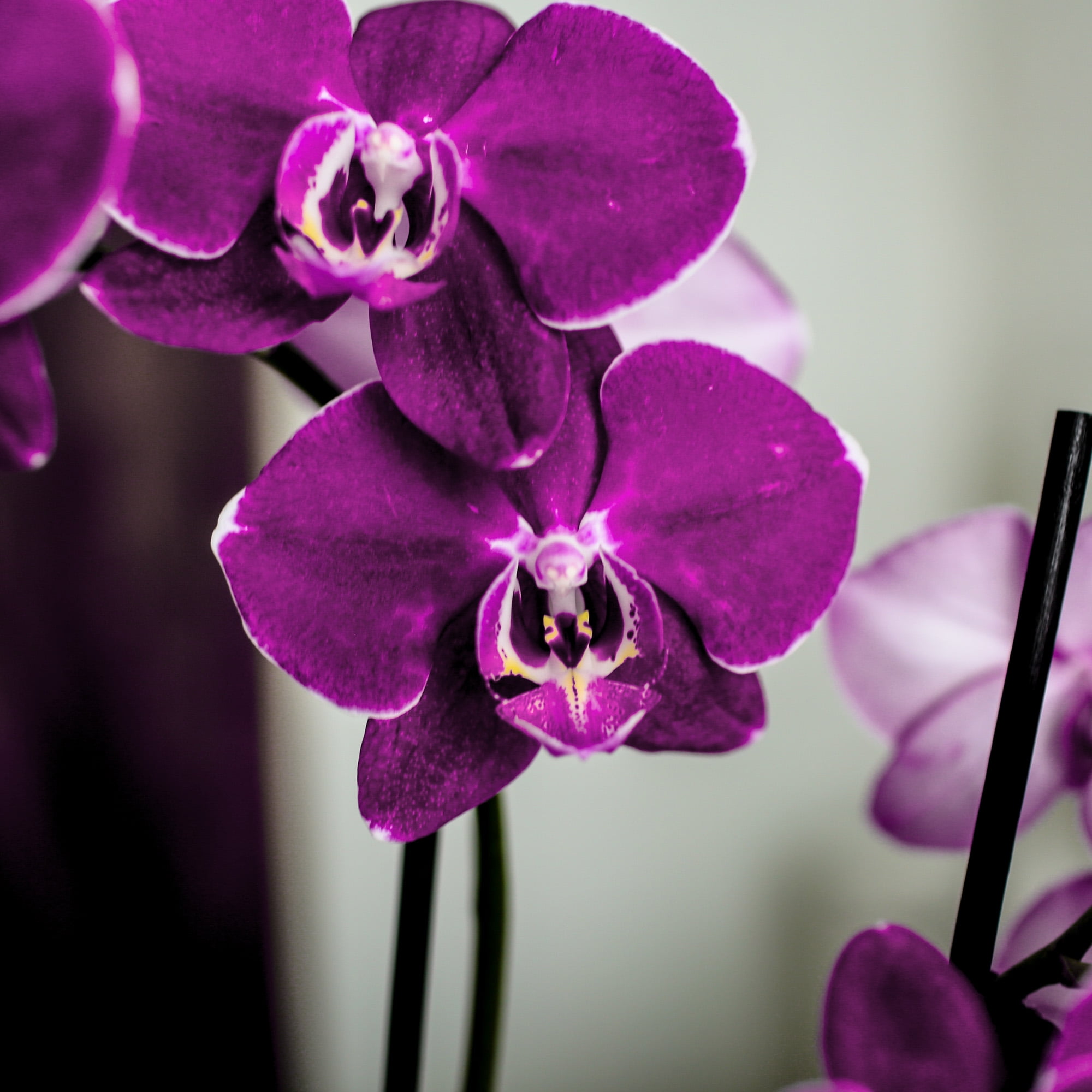 Just Add Ice 16-30 Purple Premium Orchid Live Plant in 5 White Ceramic  Pot, House Plant 