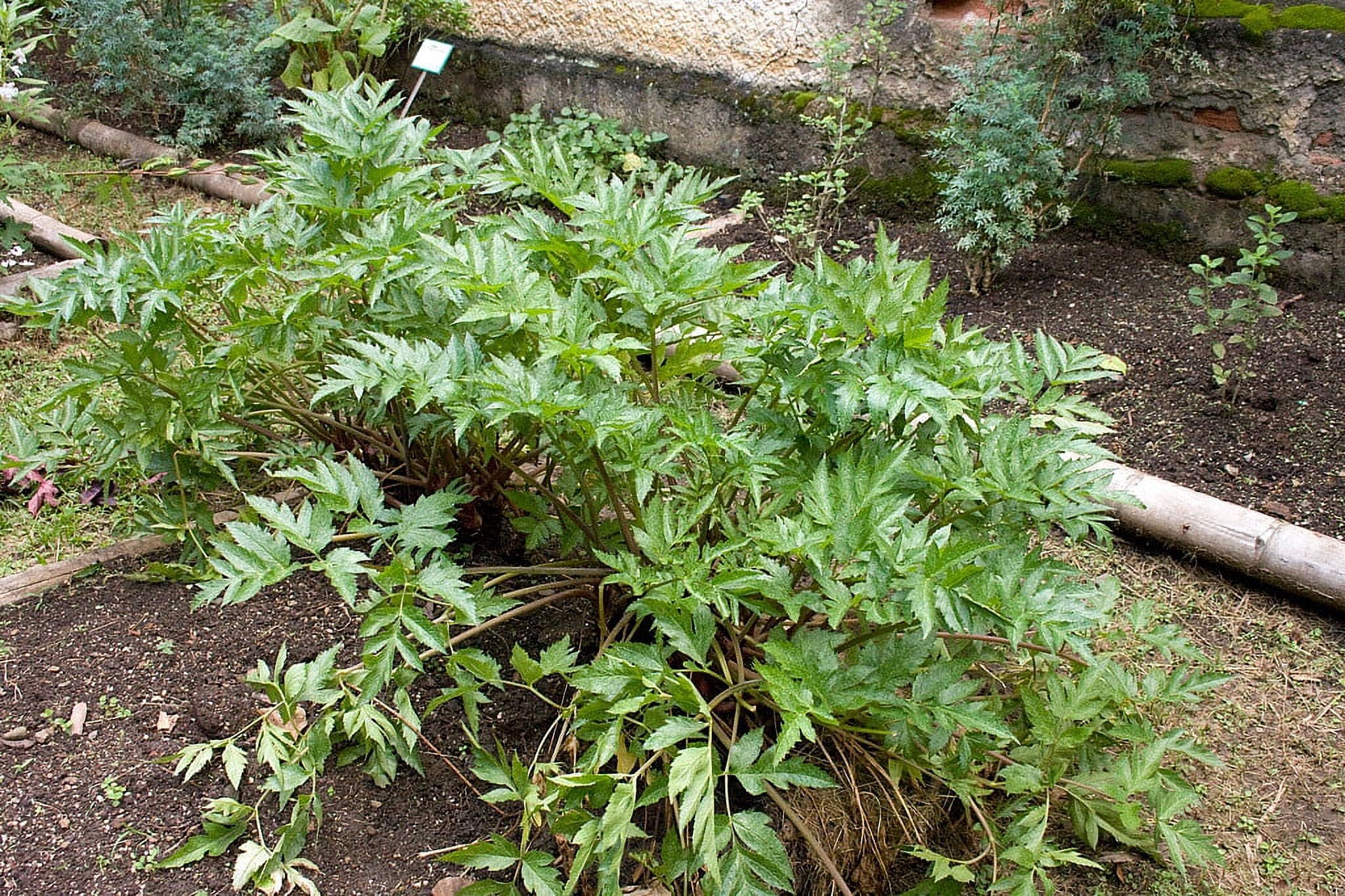 Andean Carrot Plant - Arracacha - Arracacia xanthorrhiza - 4" Pot