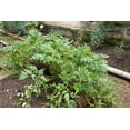 thumbnail image 2 of Andean Carrot Plant - Arracacha - Arracacia xanthorrhiza - 4" Pot, 2 of 4