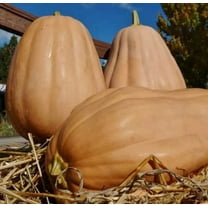 Autumn Buckskin Pumpkin Seeds for Planting (10 Seeds) - Big Brown Pumpkins