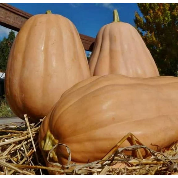 Autumn Buckskin Pumpkin Seeds for Planting (10 Seeds) - Big Brown Pumpkins
