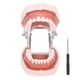 thumbnail image 1 of Modelo de Dientes dentales, Modelo de dentadura, Modelo de Dientes estándar Desmontable, demostración de tipodonto con Destornillador para la práctica docente Ecomeon  no, 1 of 6