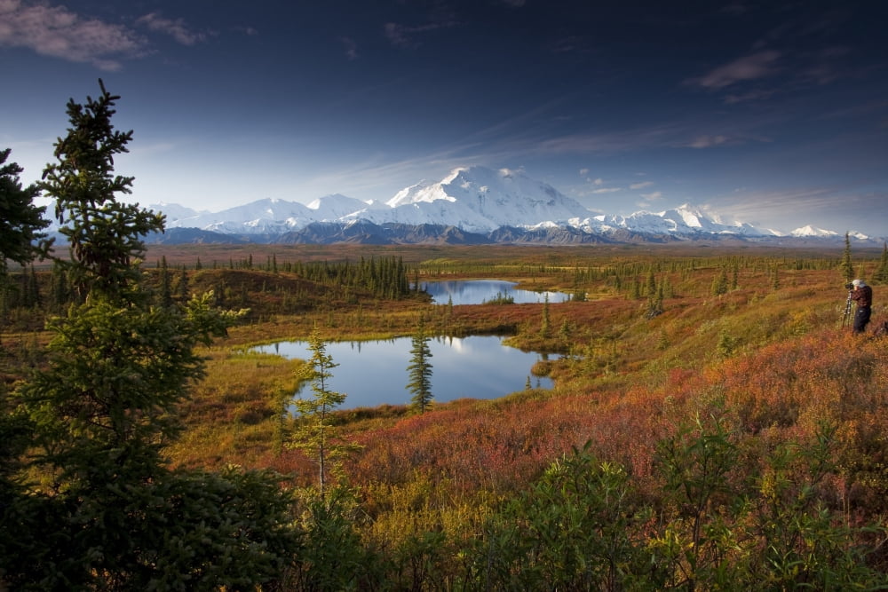 Male Hiker Photographs Mt Mckinley In The Morning Near Two Kettle Ponds In The Fall Tundra In Denali National Park Near The Wonder Lake Campground Interior Alaska Fall Canvas Art - Lynn Wegener Desig