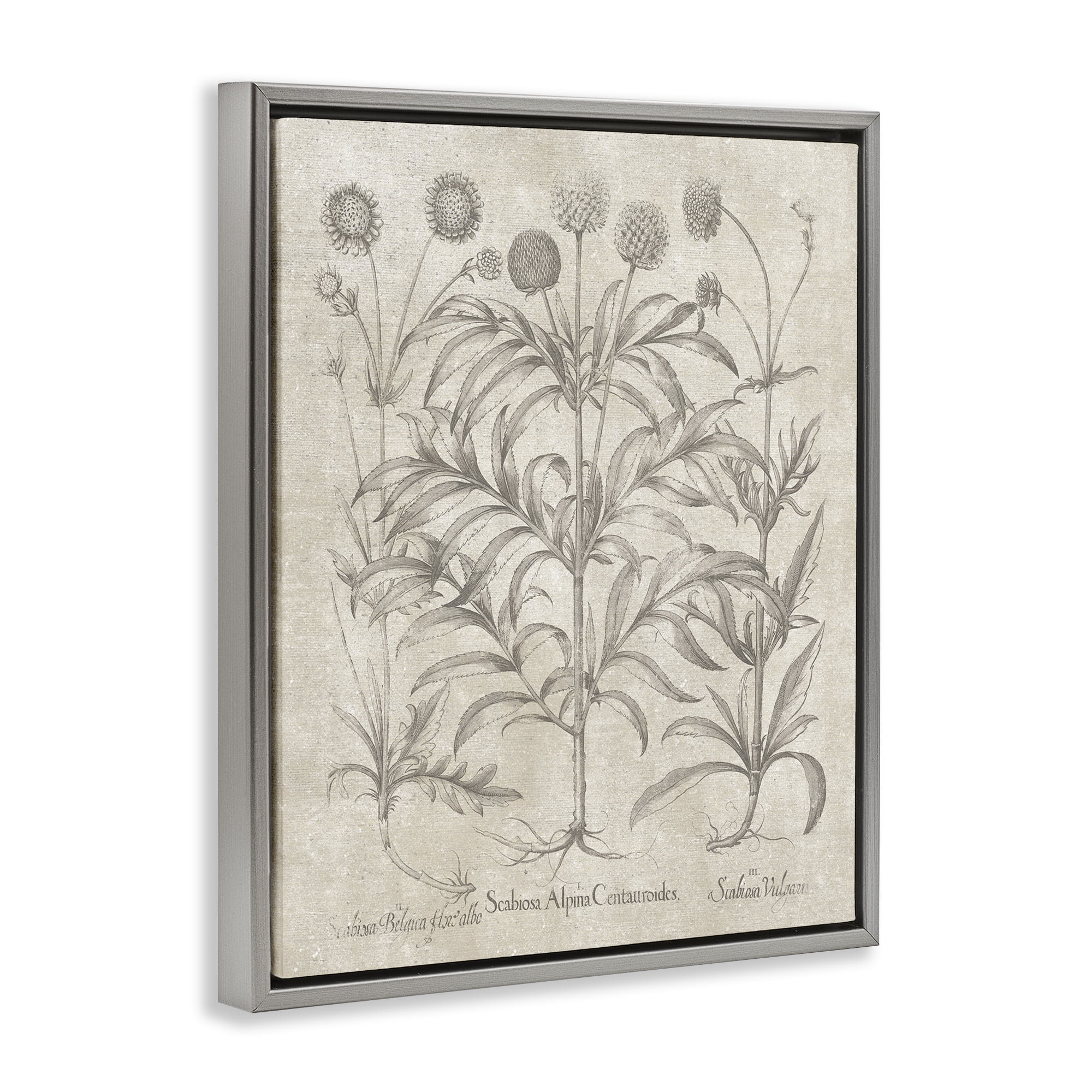 Stupell Industries Vintage Plant Life Botanical & Floral Painting Gray Floater Framed Art Print Wall Art, 25 x 31