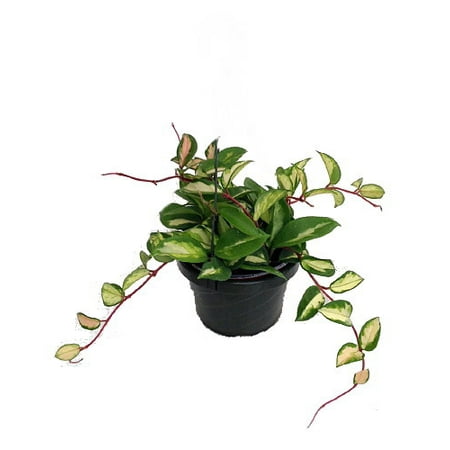 Plant Wax - Lemon & Cream Wax Plant - Hoya - Great House Plant - 6