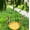 Yellow, variant on Btomtd Outdoor Hanging 2-in-1 Apples Shaped Bird Bath And Bird Feeder For Garden Yard Decoration