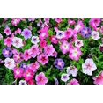 thumbnail image 4 of Morning Glory Seed, Tall Multicolor Mix, 500 Seeds, Glowing Multicolor Season Long Blooms, 4 of 5