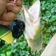 thumbnail image 4 of Larguero De Pescado, Hebilla De Bloqueo De Pescado Profesional Práctica Con 5 Broches De Metal Aparejos De Pesca Flotantes Para Pesca Al Aire Libre Amonsee Otros, 4 of 8