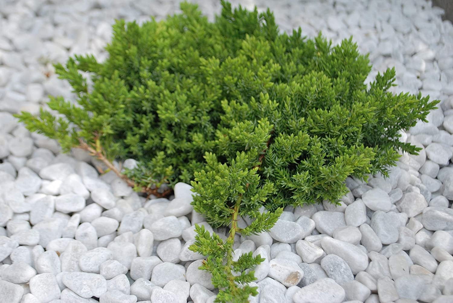 Juniper Procumbens Nana - 20 Live Plants - Drought Tolerant Evergreen Groundcover - Great for Bonsai