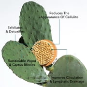 Legology Natural Exfoliating Dry Body Brush for Skin Detox & Cellulite - Lymph-Lite Body Brush