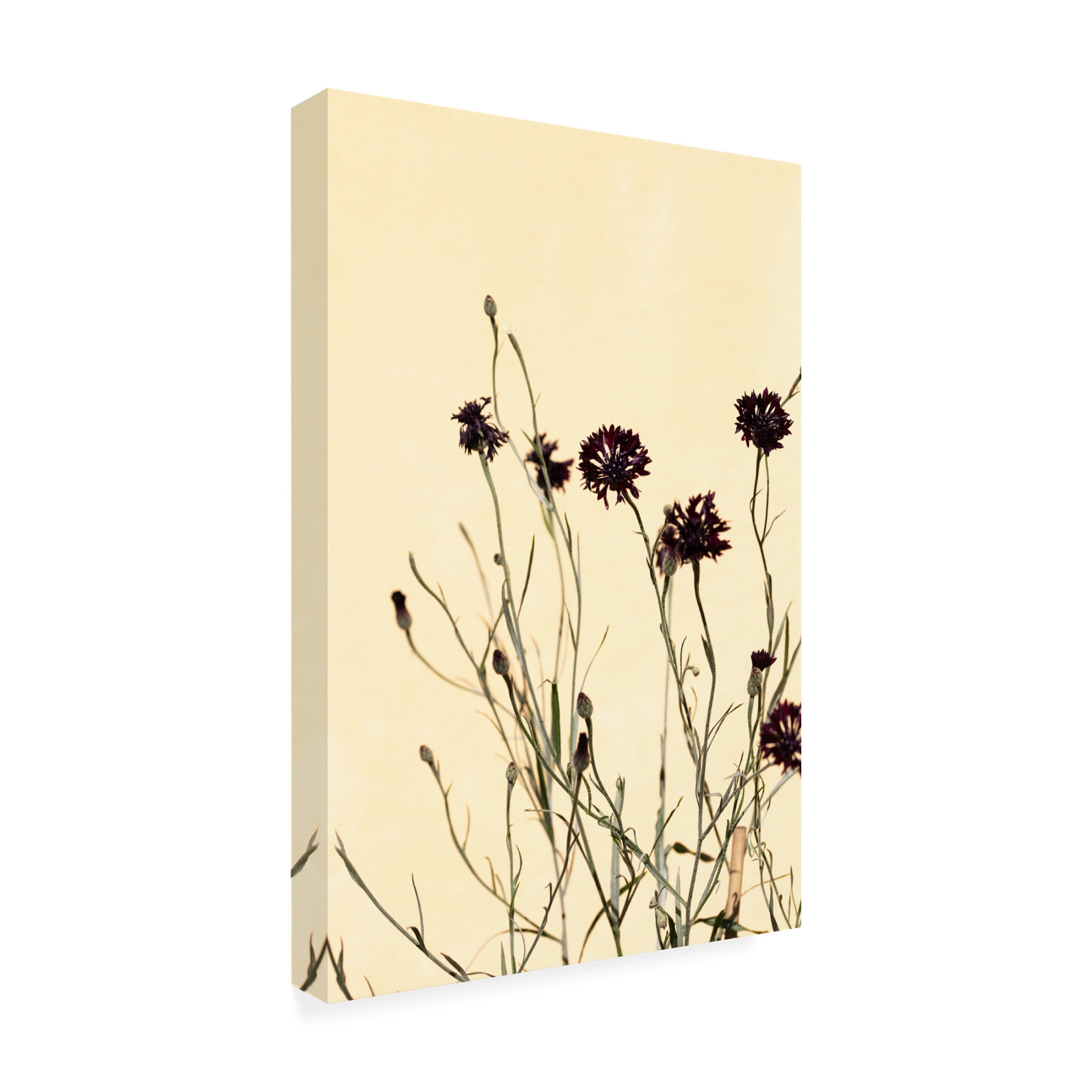 Trademark Fine Art Pictufy Studio Withered Flowers Canvas Wall Art