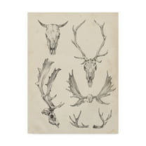 Trademark Fine Art 'Skull And Antler Study II' Canvas Art by Ethan Harper