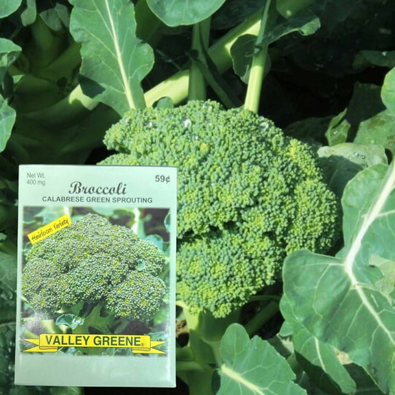Valley Greene 400mg Broccoli Seeds – Calabrese Green Sprouting:2CT