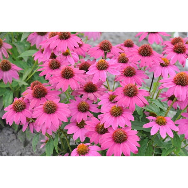 Coneflower 'Pow Wow Wildberry' Live Starter Plant