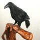 thumbnail image 2 of Cuervos pequeños con plumas negras para Halloween: decoración de cuervos y pájaros negros 33cm, 2 of 9