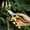 Yellow, variant on COM1950s 3 Pack Garden Pruning Shears, Garden Clippers Tools, Handheld Scissors Set, Stainless Steel Precision Blades Pruning Shears Tree Trimmers