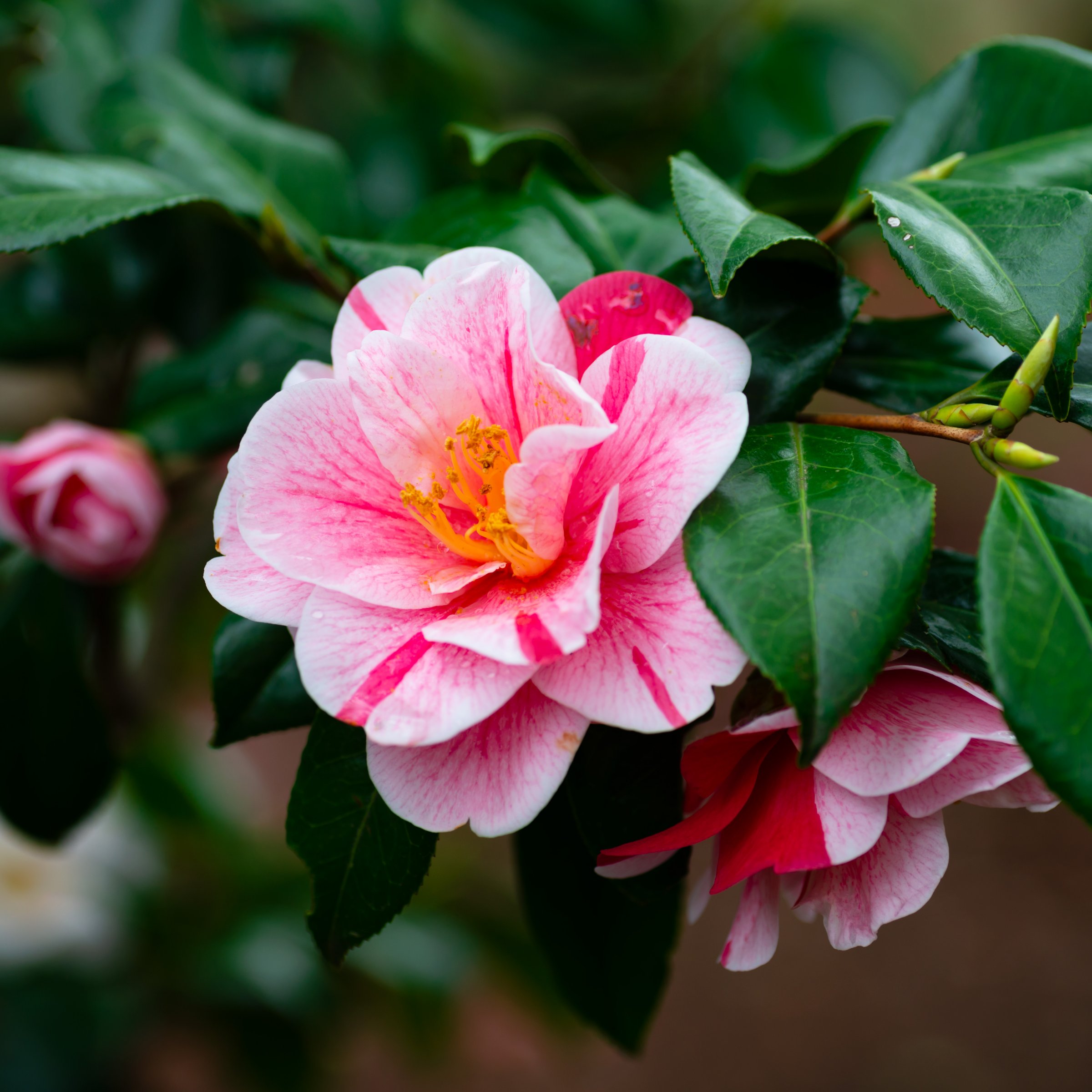 National Plant Network 1 gal. Camellia Japonica Tricolor Shrub