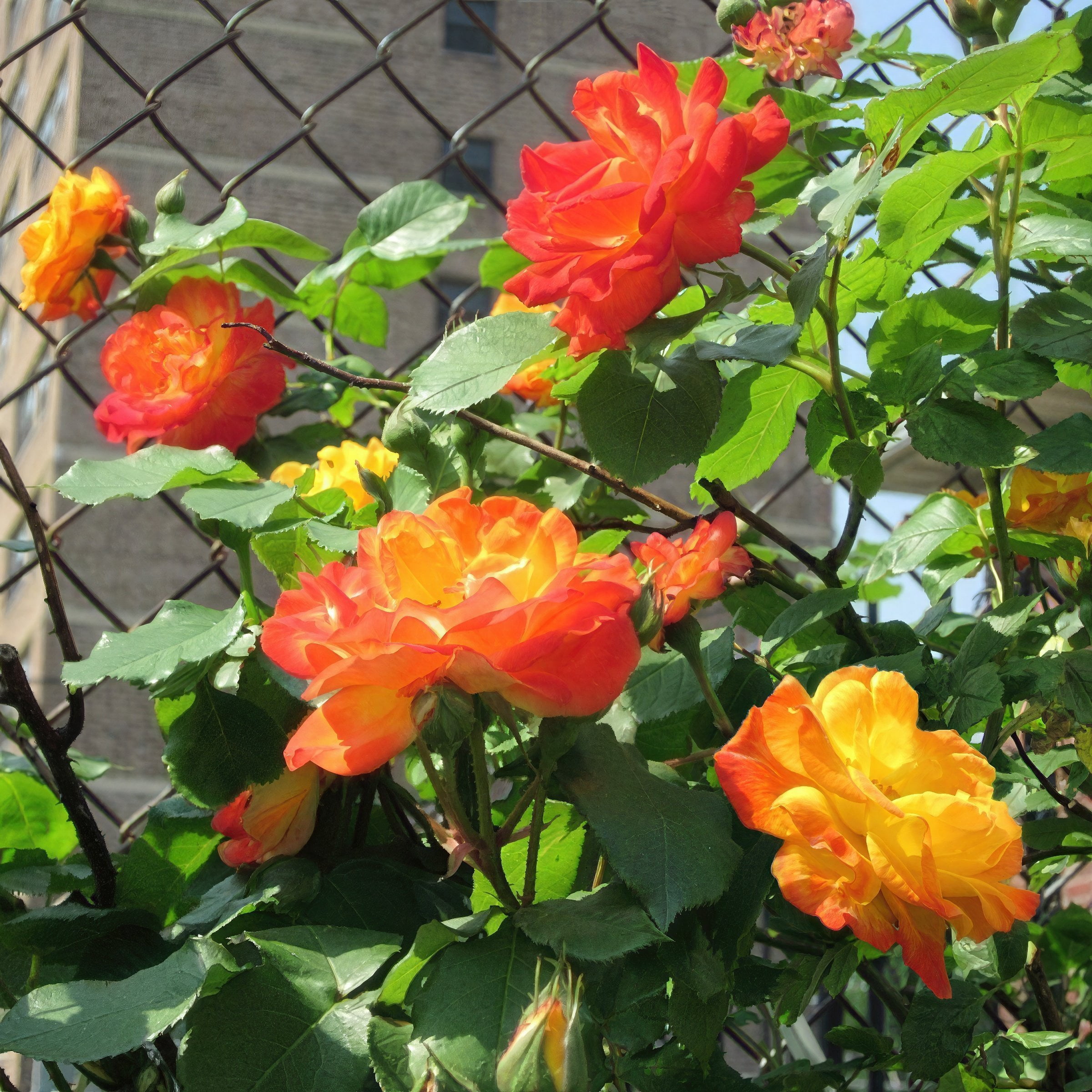 National Plant Network Bare Root Pinata Rose with Multicolor Flowers