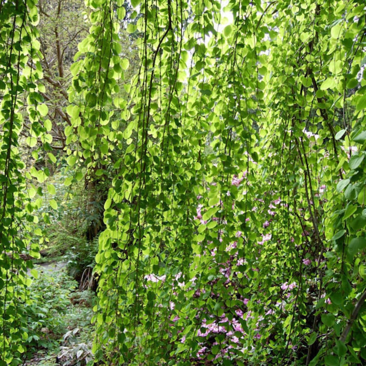 Expert Gardener 4-5' Katsura Morioka Weeping in 2 gal. Grower Pot