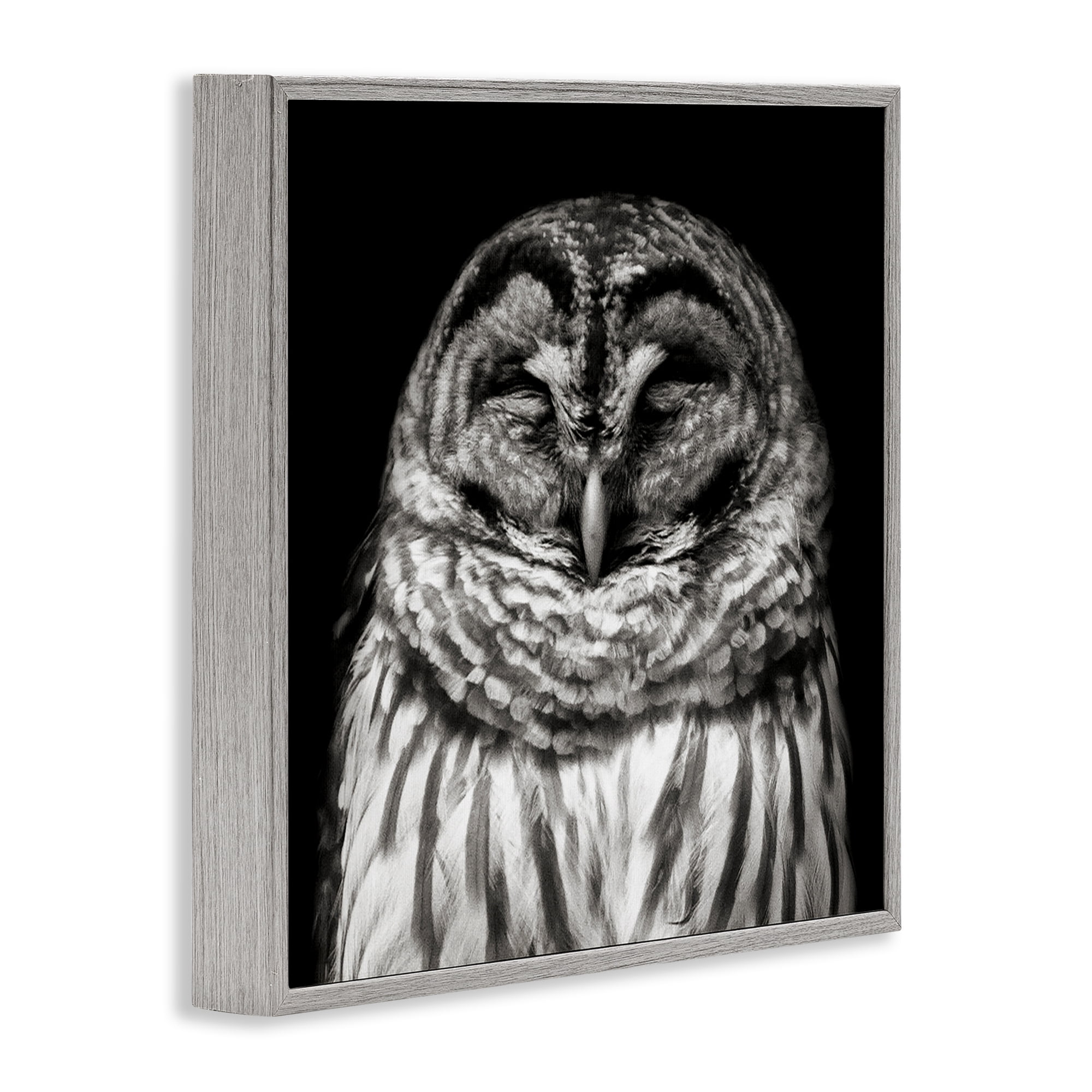 Stupell Industries Sleeping Owl Portrait Animals & Insects Photography Gray Framed Art Print Wall Art, 12 x 12