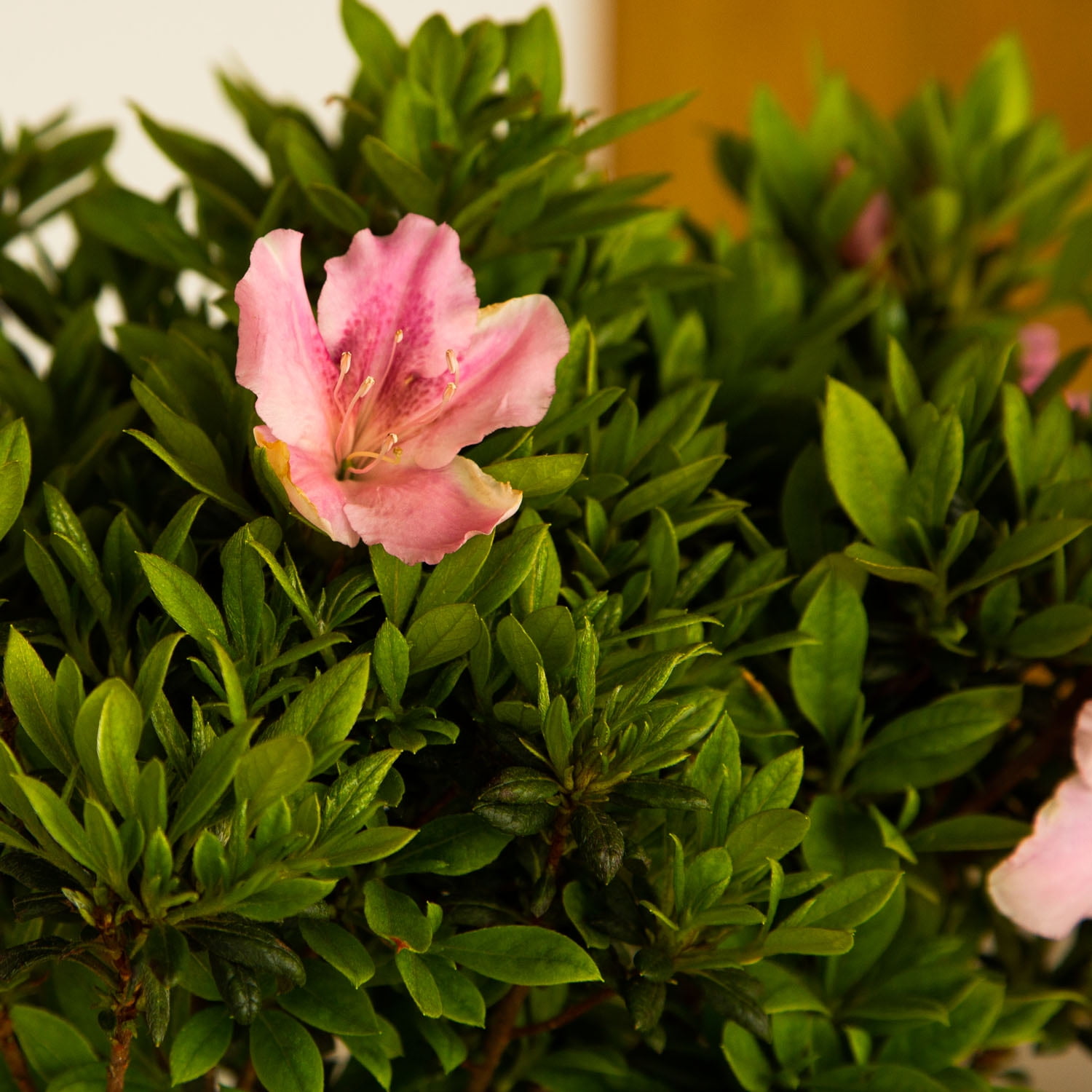 Encore Azalea Autumn Sweetheart (2 Gallon) Pink and White Flowering Shrub - Full Sun Live Outdoor Plant