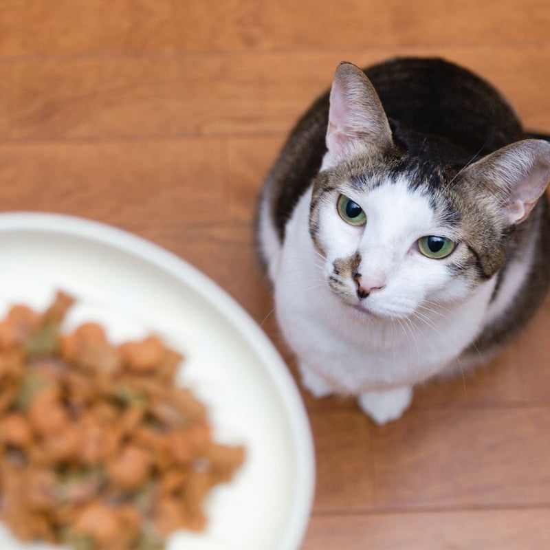 Fussie Cat Cat Food Pate, Fine Dining - Tuna Shrimp, Oceanfish Salmon, Mackerel Beef - 3 Pack (3 Ounces) | MerlinsMart Zine & Catnip Toy