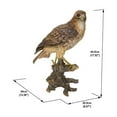 thumbnail image 3 of Wild Hawk standing on branch Garden Statue, 3 of 5