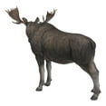 thumbnail image 4 of Hi-Line Gift 24” Standing Moose Garden Statue, Driftwood Composition, Intricate Detail, 4 of 7