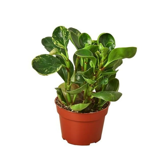 4-PEPEROMIA-MARBLE Marble Peperomia Plant in 4 in. Pot