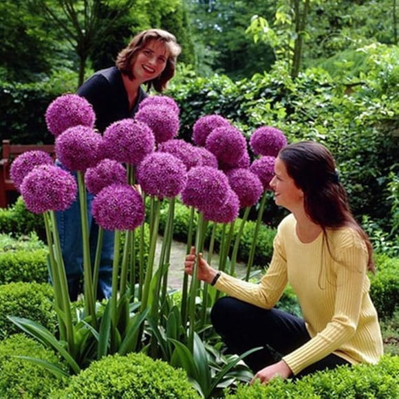 HJADGG 50 Seeds Glamaours Giant Allium Globemaster Allium Giganteum Flower Seeds Organic Gorgeous Flower,Easy Growing, Long Blossoming (27)