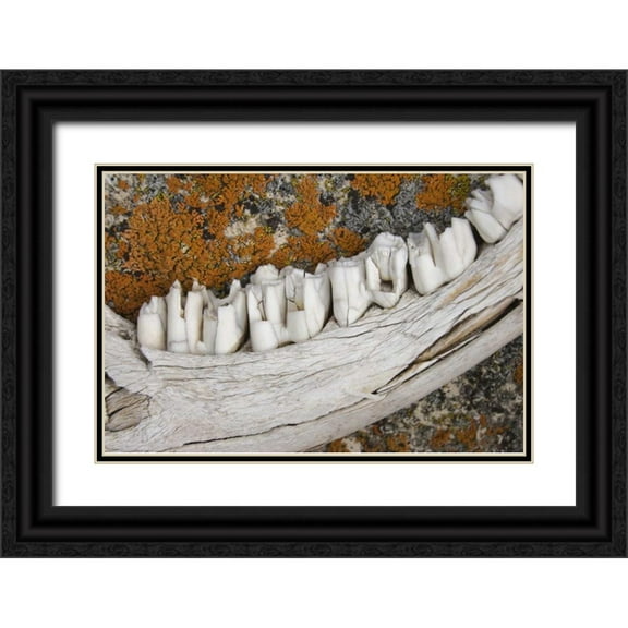 Paulson, Don 32x23 Black Ornate Wood Framed with Double Matting Museum Art Print Titled - MT Weathered jaw bone of deer and lichen on rock